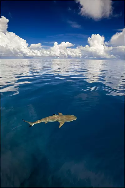 Blacktip reef shark (Carcharhinus melanopterus) just at the surface off the island of Yap