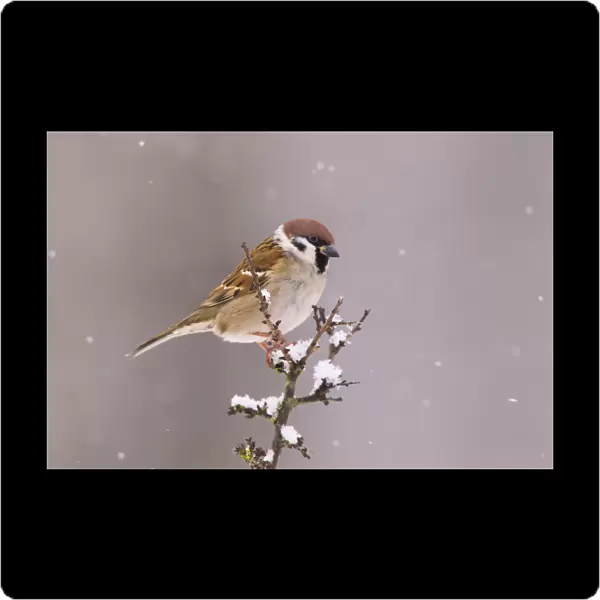 Tree Sparrow (Passer Montanus), Bayern, Germany. December