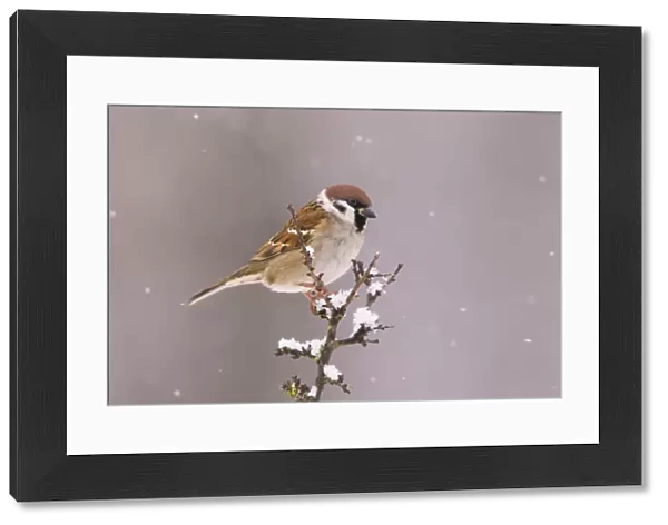 Tree Sparrow (Passer Montanus), Bayern, Germany. December