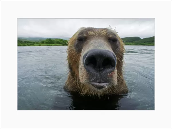Brown bear (Ursus arctos) portrait in the Ozernaya River, Kuril Lake, South Kamchatka Sanctuary