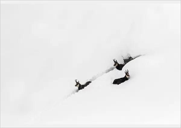 Chamois (Rupicapra rupicapra) in deep snow trying to struggle their way out, Gran