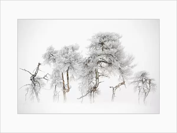 Trees in Hautes Fagnes Nature Reserve in winter after snowfall