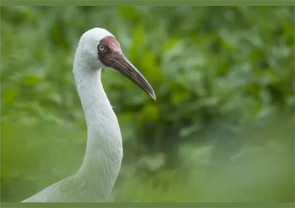 Siberian crane (Grus leucogeranus) critically endangered, captive