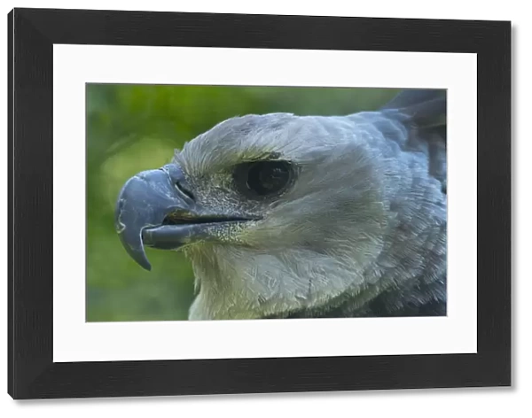 Harpy eagle (Harpia harpyja) close up head portrait, captive