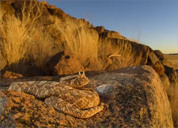 Horned adder (Bitis caudalis) camouflaged in its environment, Namib Naukluft National Park
