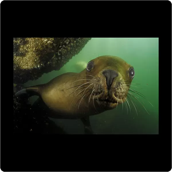 Southern sea lions (Otaria flavescens) Comau Fjord, Patagonia, Chile, Pacific Ocean