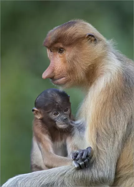 Proboscis monkey (Nasalis larvatus) mother suckling infant, Sabah, Malaysia