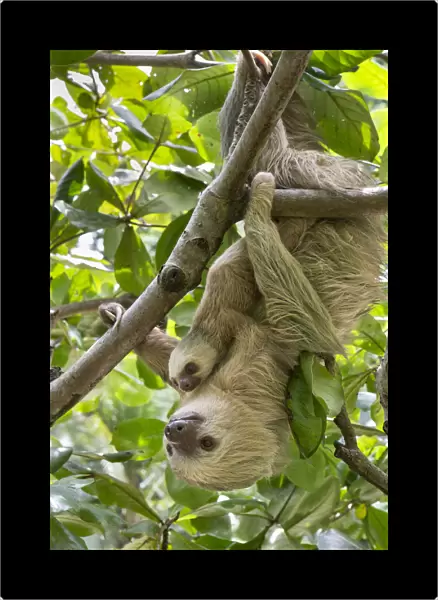 Hoffmanns Two-toed sloth (Choloepus hoffmanni) mother and baby, aged 2 months