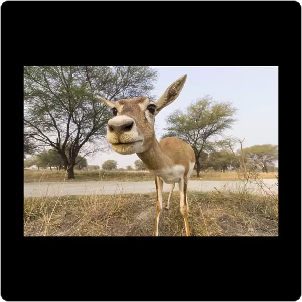 Blackbuck (Antelope cervicapra), wide angle ground perspective of female. Camera trap image