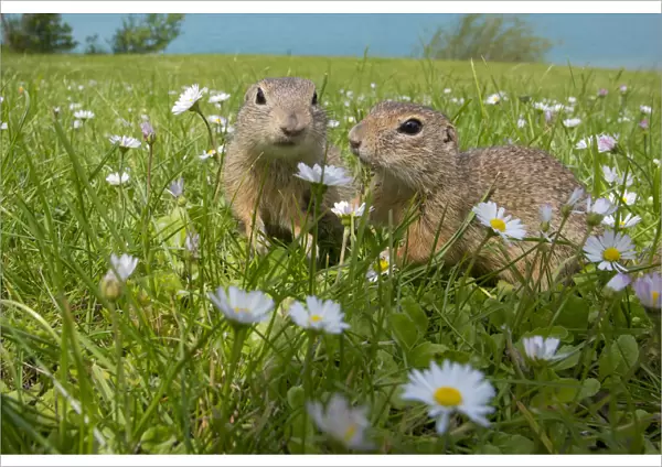 European ground squirrels  /  Sousliks (Spermophilus citellus) in grass with daisies