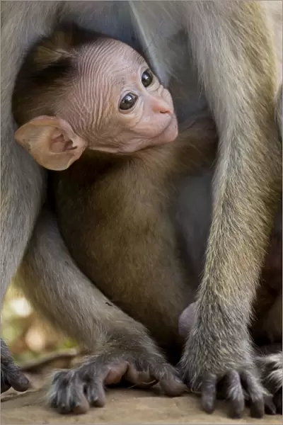 Toque Macaque (Macaca sinica) baby peering through mothers legs, Yala National Park