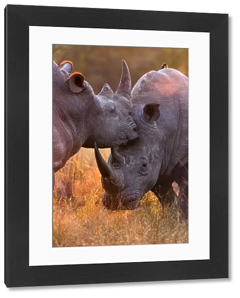 White rhinoceros (Ceratotherium simum) two males fighting, in evening light, Sabi Sand Game Reserve