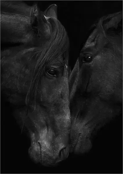 Head portrait of black Andalusian stallion and mare meeting for the first time in southern Spain