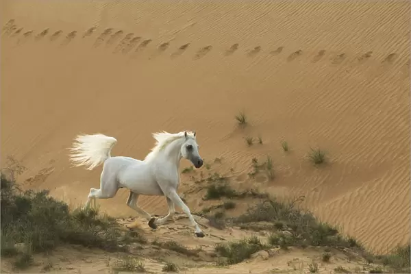 Grey Arabian stallion running in desert dunes near Dubai, United Arab Emirates