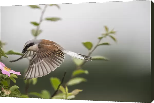 Red-backed shrike (Lanius collurio) adult male taking off, Lower Saxony, Germany, June
