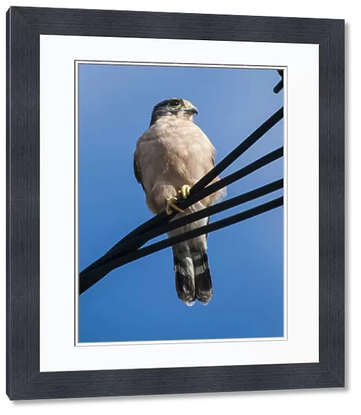 Seychelles kestrel (Falco araeus), adult perched on wire, Republic of Seychelles Vulnerable species