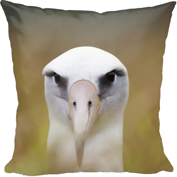 Laysan Albatross (Phoebastria immutabilis) in nest, Clarion Island, Revillagigedo