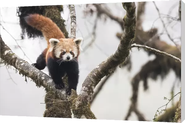Redpanda (Ailurus fulgens) walking along branch of tree in the typical cloud forest