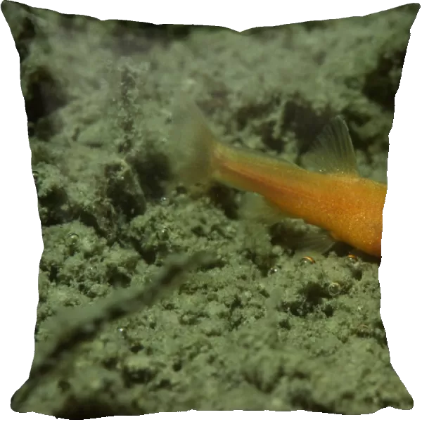 Blind loach (Nemacheilus starostini ) living in cave in the East of Turkmenistan