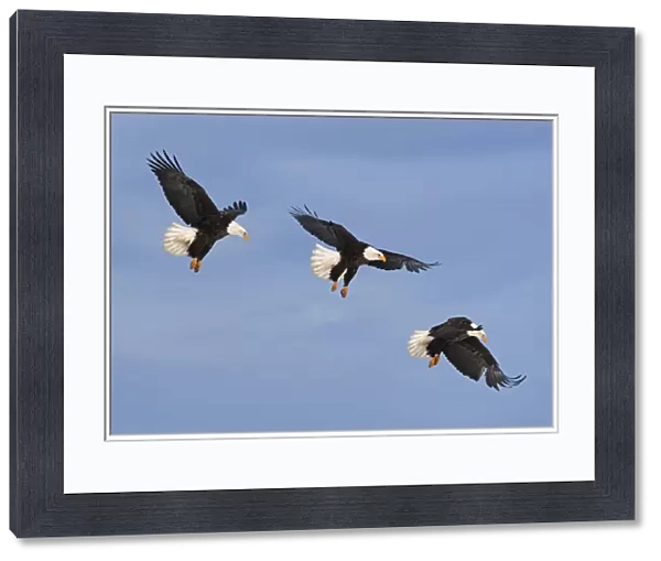 Series of Bald eagle (Haliaeetus leucocephalus) in flight, Homer, Alaska, USA, March