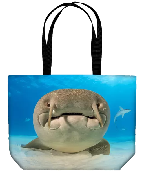 Nurse shark (Ginglymostoma cirratum) portrait, resting on the sand in shallow water
