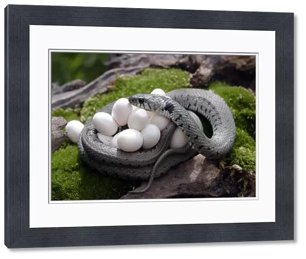 Grass snake(Natrix natrix) coiled round eggs, Alsace, France