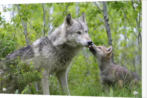 Grey wolf (Canis lupus), adult with cub, captive, USA
