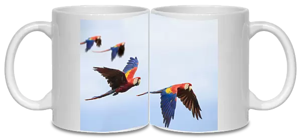 Pairs of Scarlet Macaws (Ara macao) in flight. Osa Peninsula (near Corcovado National Park)