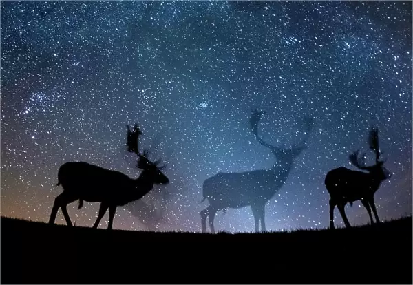 Fallow deer (Dama dama) at night, Gyulaj, Hungary Third place in the Nature Portfolio