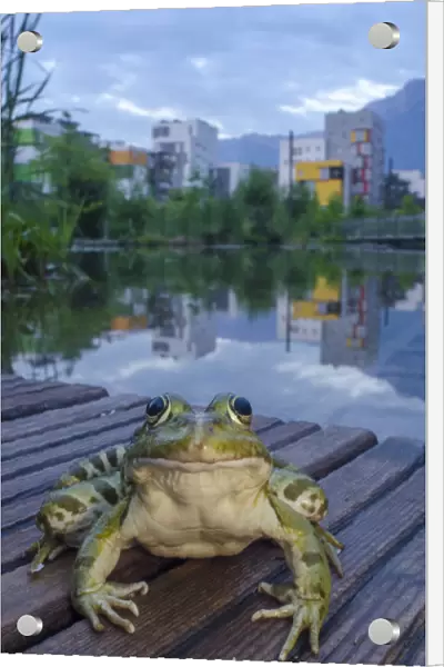 European edible frog (Rana esculenta) in urban park, next to pond with buildings in distance