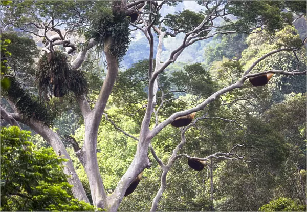 Giant honey bee nest (Apis dorsata) up in a giant Mengaris tree (Koompassia excelsa)