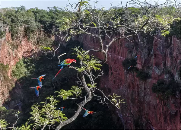 Red-and-green macaws (Ara chloropterus) perched and in flight over Buraco das Araras
