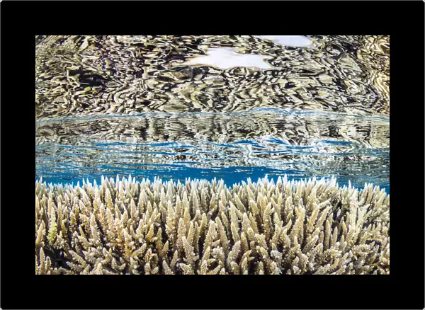 Hard corals (Acropora microclados) growing in shallow water, reflected in the surface