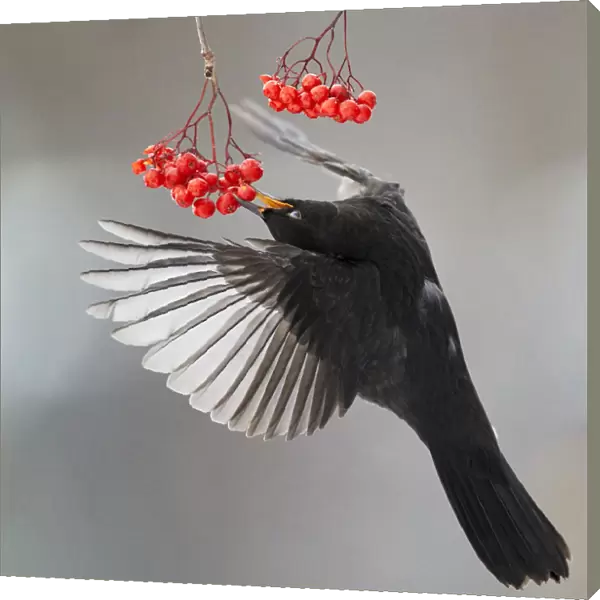 Blackbird (Turdus merula) in flight to feed on berries, Helsinki, Finland. November