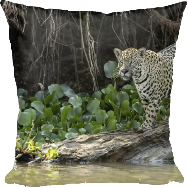 Jaguar (Panthera onca) Pantanal, Mato Grosso, Brazil