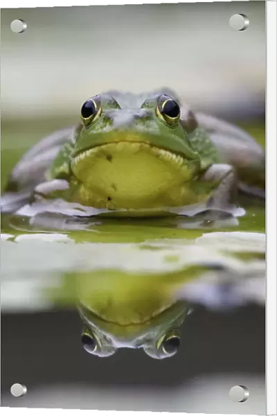RF - Eastern golden frog (Rana  /  Pelophylax plancyi) portrait, reflected in water