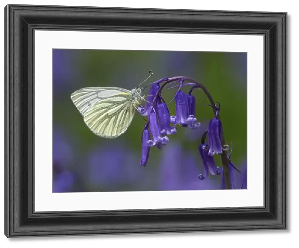 Green Veined White Butterfly (Pieris napi) Roosting on Bluebell flower, Cambridgeshire