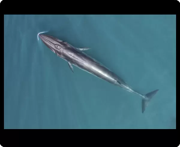 Brydes whale (Balaenoptera edeni) aerial view, Baja California, Mexico