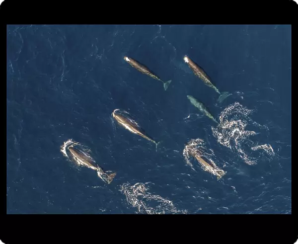 Sperm whales (Physeter macrocephalus) female group, aerial view. Baja California