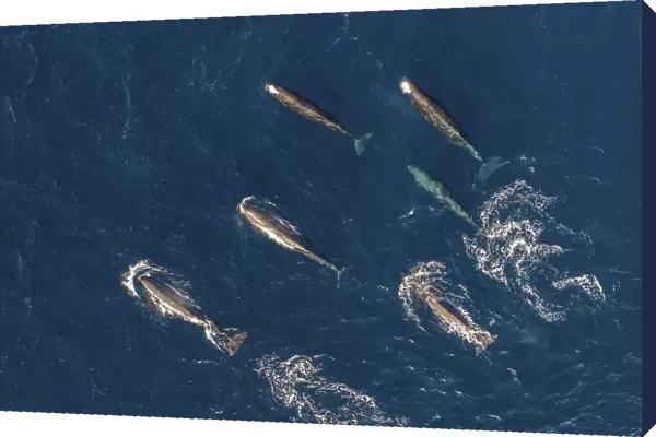 Sperm whales (Physeter macrocephalus) female group, aerial view. Baja California
