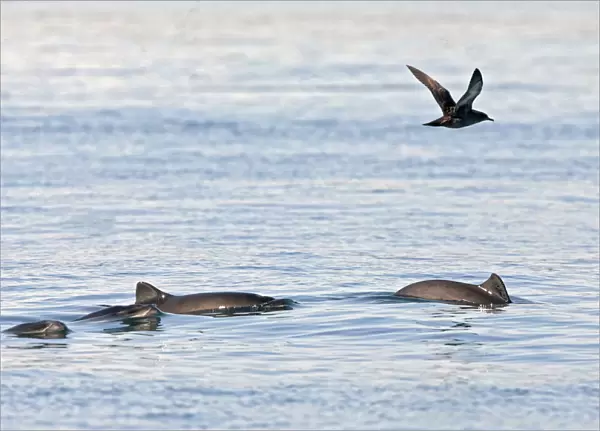 Harbour porpoises (Phocoena phocoena) - rare picture of small group Bay of Fundy