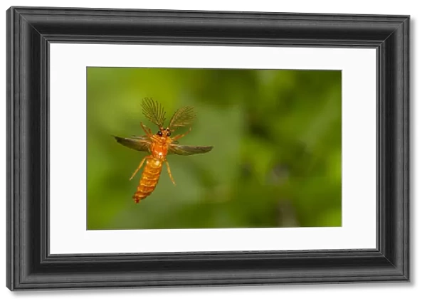 Glowworm beetle (Phengodes sp. ) male flying, Tuscaloosa County, Alabama, USA Controlled conditions