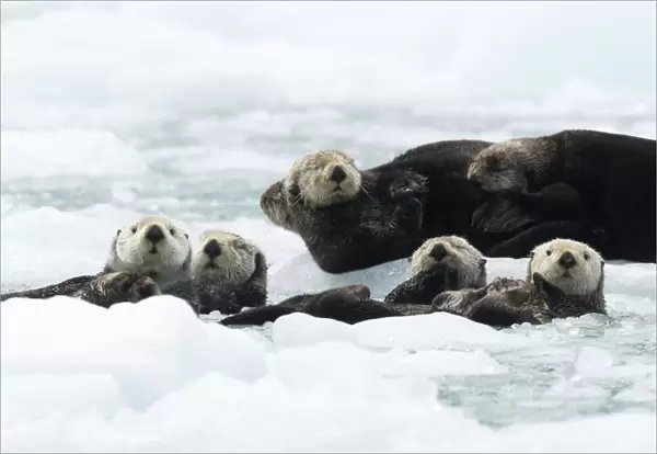 Sea otters (Enhydra lutris) resting on ice, Alaska, USA, June