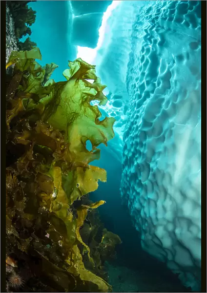 Sugar kelp (Saccharina latissima) near iceberg, view upwards to gap in sea ice. Tasiilaq