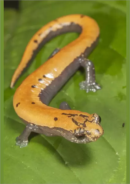 Broadfoot mushroomtongue salamander (Bolitoglossa platydactyla), Catemaco Lake, Los