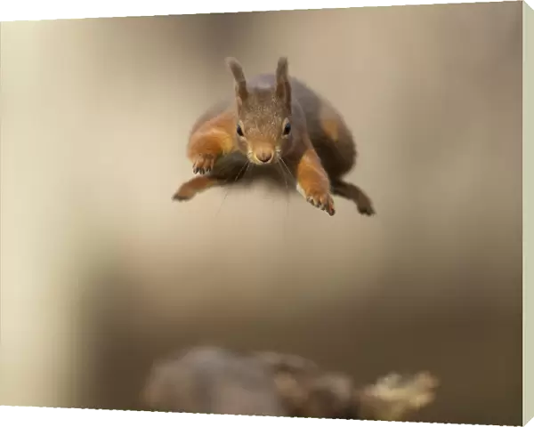 Red squirrel (Sciurus vulgaris) jumping towards camera. Scotland, UK. February