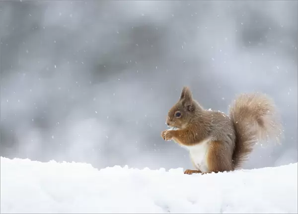 Red squirrel (Sciurus vulgaris) feeding in snow. Scotland, UK. March