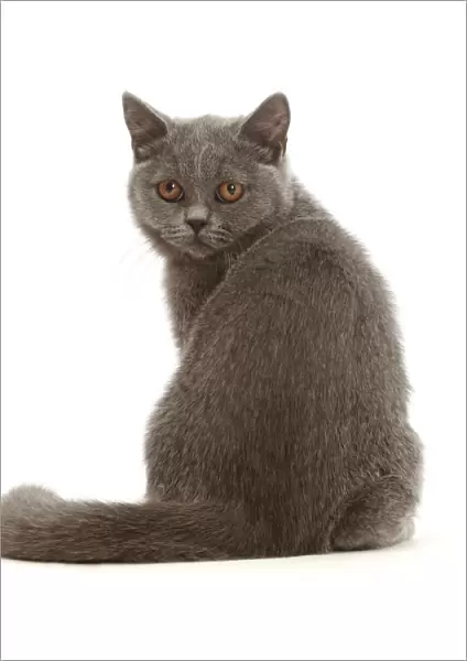RF - Blue British Shorthair kitten, looking over shoulder