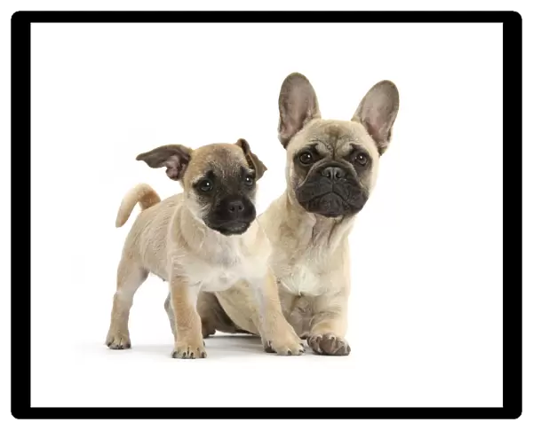 Pug x Jack Russell Terrier Jug puppy, age 9 weeks, and French Bulldog