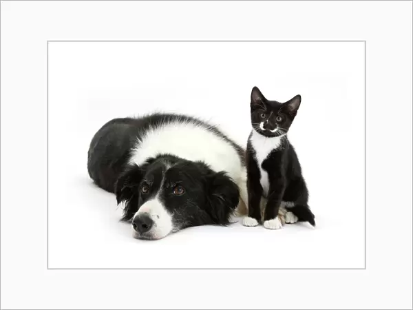 Black and white Border collie bitch with black and white tuxedo kitten age 10 weeks